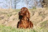 SETTER IRLANDAIS 201